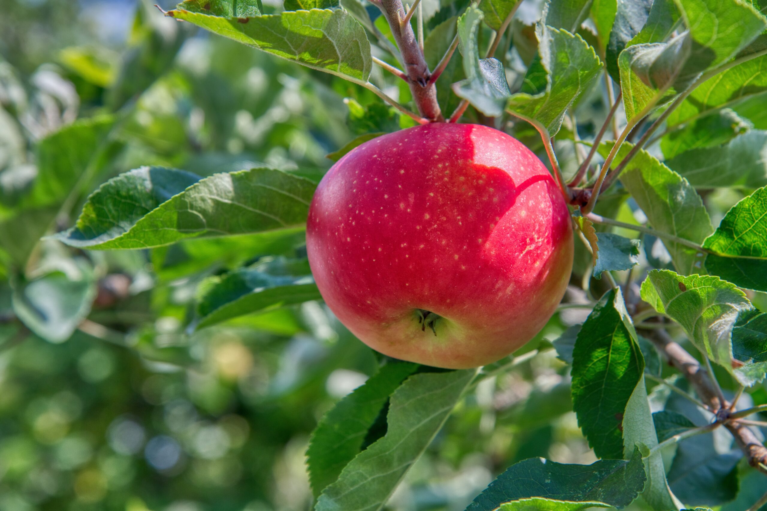 Obstbrand das Thema im BeO-Lifestyle – Sendehinweis